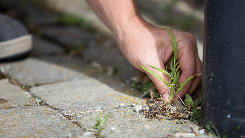persoon trekt onkruid uit op oprit